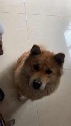 狗粮