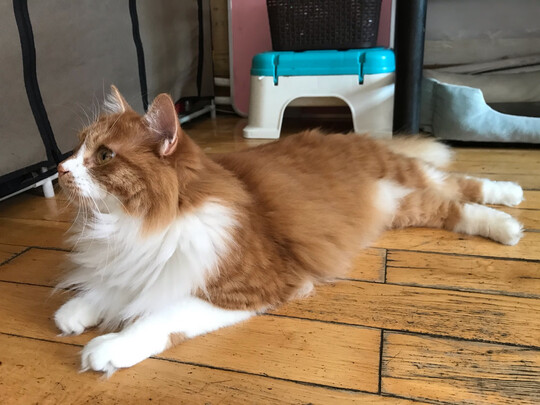 猫罐头