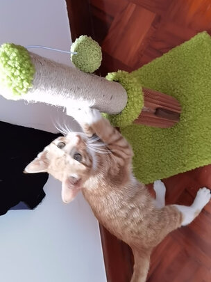 猫爬架