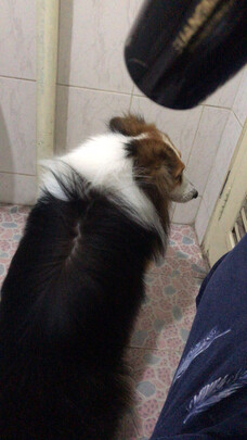 狗狗沐浴露