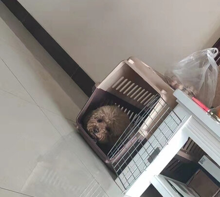宠物航空箱
