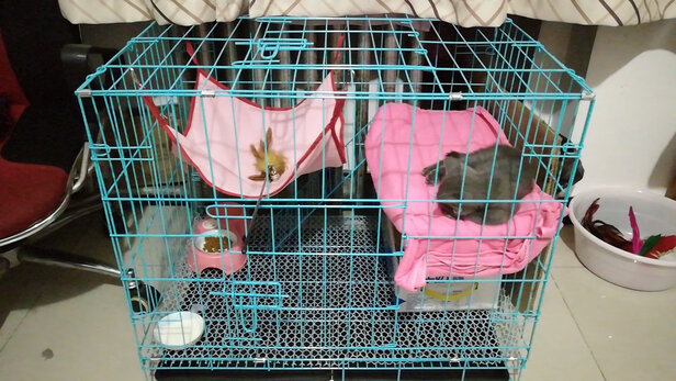 猫笼