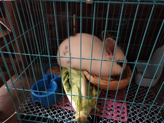 兔笼子