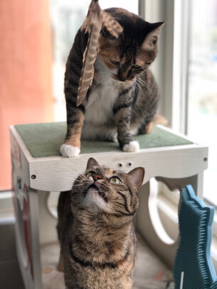 猫冻干