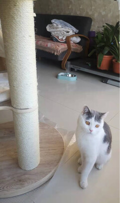 猫爬架