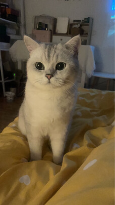 膨润土猫砂
