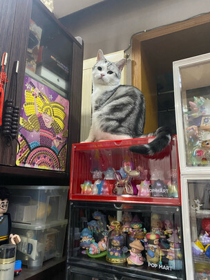 膨润土猫砂