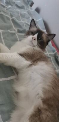 猫包