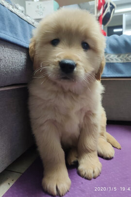 狗狗拾便袋