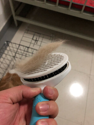猫狗梳子