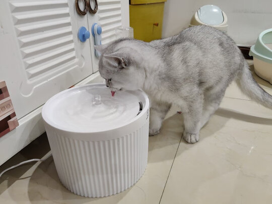 宠物饮水机