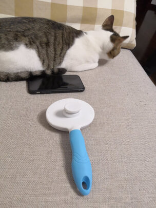 猫狗梳子