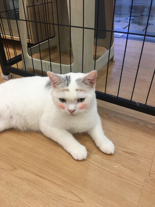 猫粮