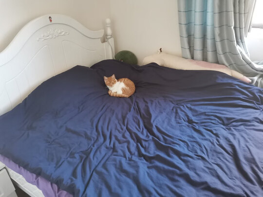 猫笼