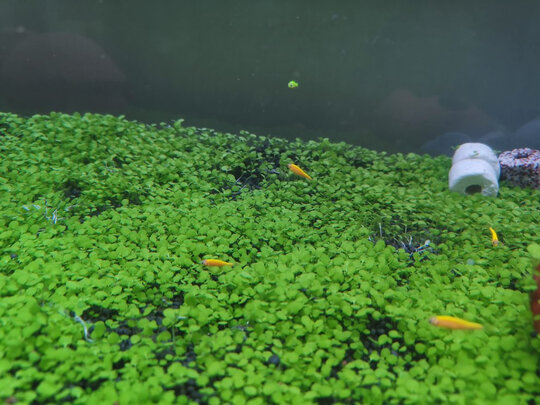 水草种子