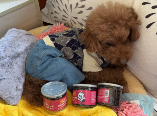 狗狗零食