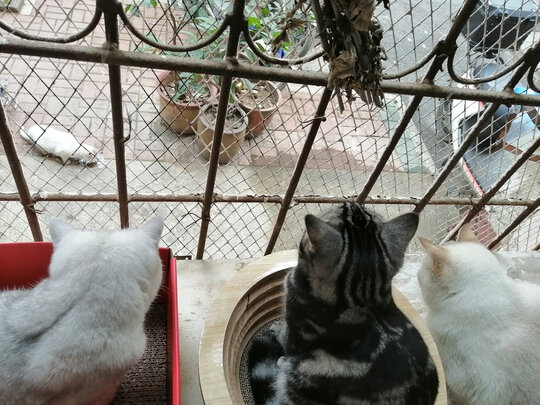 猫冻干