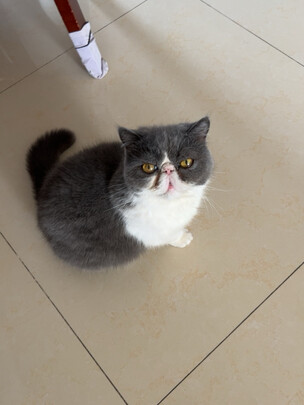 猫条猫零食