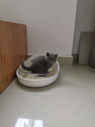 豆腐猫砂