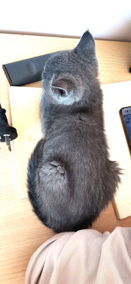 猫咪指甲剪