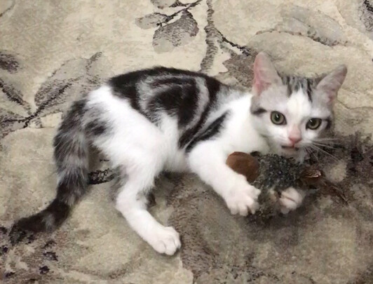 逗猫棒