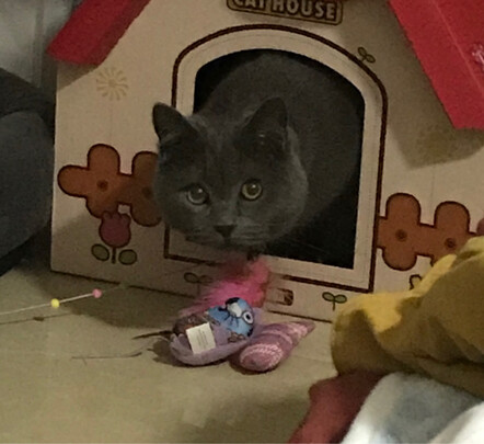 猫窝