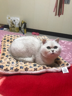 猫窝