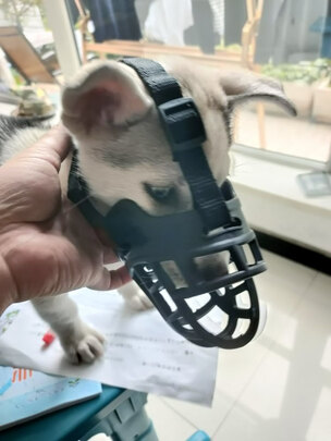 狗狗嘴套
