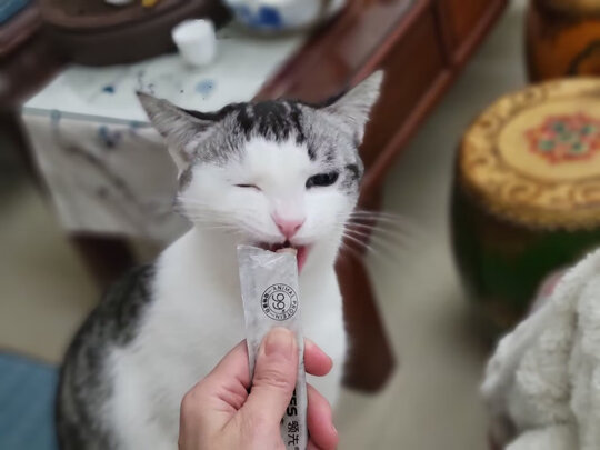 猫条猫零食