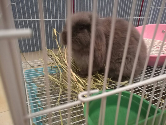 兔粮
