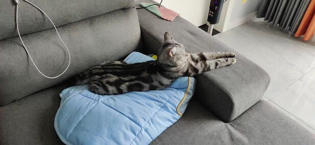 猫咪指甲剪