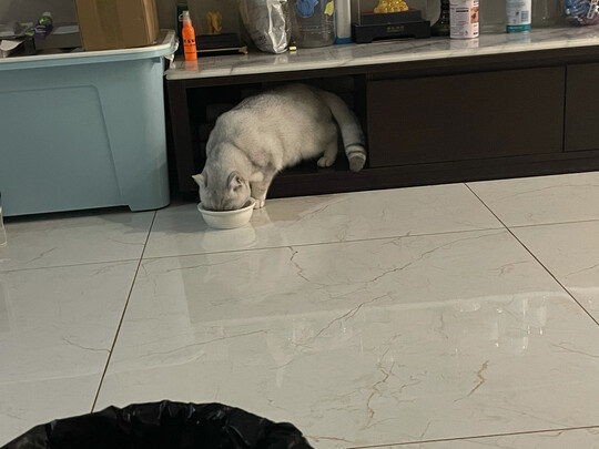  宠物烘干箱