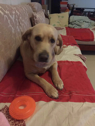 狗狗磨牙棒