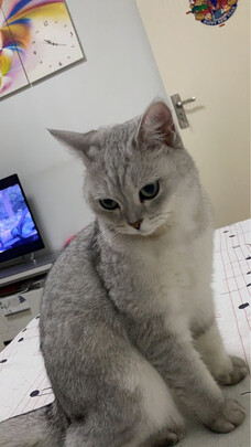 猫粮罐头