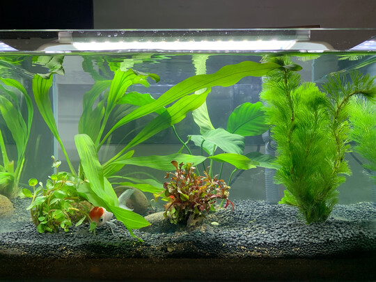 水草泥