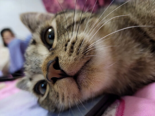 猫狗梳子