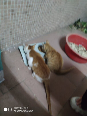 猫粮