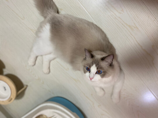 猫冻干