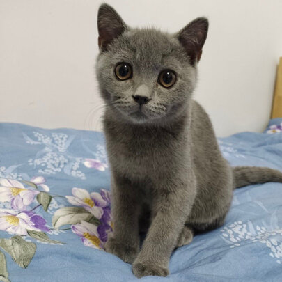 猫冻干