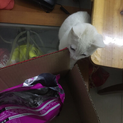 猫粮