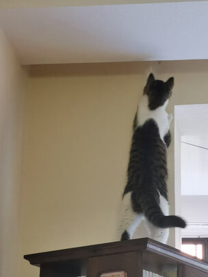 猫零食