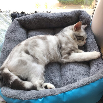 猫窝