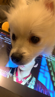 宠物尿垫