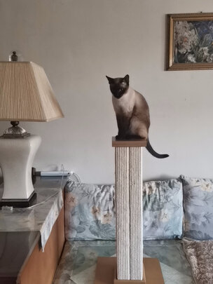 猫爬架