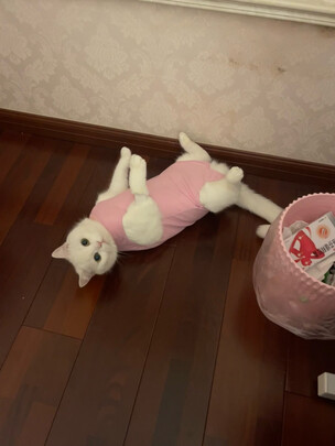 猫咪手术服