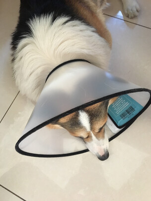 猫项圈