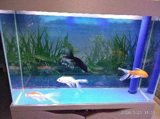 鱼缸灯led灯