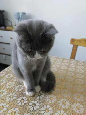 猫爬架