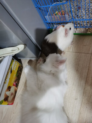 兔笼子