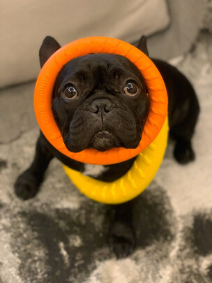 狗狗玩具